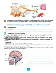Біологія. 8 клас. Робочий зошит - Людмила Юрченко - мініатюра 3