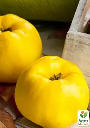 Саджанець Agro-Market Айва яблуневидна Кодрянка (осінній сорт, ранній термін дозрівання) 1 шт. в упаковці (20945) - мініатюра 2