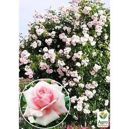 Саджанець Agro-Market Троянда плетиста Нью Даун (клас АА +) вищий сорт (44195) 1 шт. - мініатюра 2