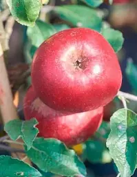 Саджанець Agro-Market Яблуня Джонатан (зимовий сорт, пізній термін дозрівання) 1 шт. в упаковці (25650) - мініатюра 6