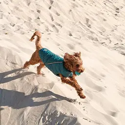 Жилет Pet Fashion E.Vest для собак, розмір L, морська хвиля - мініатюра 4