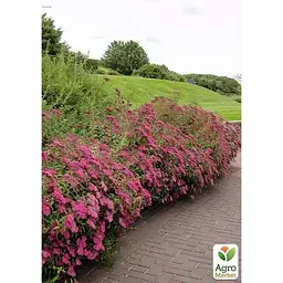 Саджанець Agro-Market Спірея японська 2-х річна Anthony Waterer вазон С2 висота 20-40 см (176815) 1 шт. в упаковці - мініатюра 2