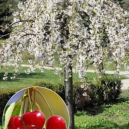 Вишня плакуча на штамбі (вік від 2х років, висота 100-150см) (52700) 1 саджанець в упаковці