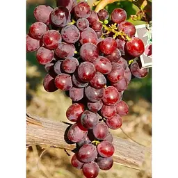 Саджанець Agro-Market Виноград Зоря Несветая (ранній термін дозрівання) 1 шт. в упаковці (44456) - мініатюра 4