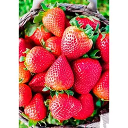 Саджанець Agro-Market Полуниця Спокуса 5шт (ремонтантний сорт один з кращих, ранній термін дозрівання) (44703) - мініатюра 2