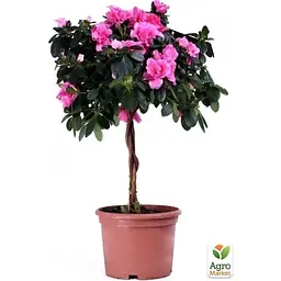 Саджанець Agro-Market Рододендрон на штамбі квітучий 3-х річний Pink Lace (40-60 см) (53383) из Нидерландов 1 шт. в упаковці - мініатюра 3