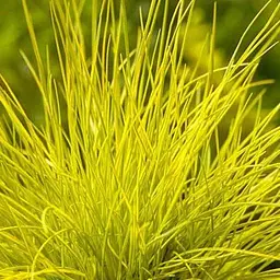 Костриця сиза Agro-Market Golden Toupee" (188404) 1 саджанець в упаковці