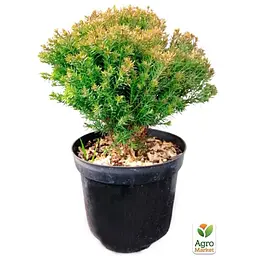 Саджанець Agro-Market Туя західна Anniek вазон C1,5 висота 15-20см (102148) - мініатюра 2
