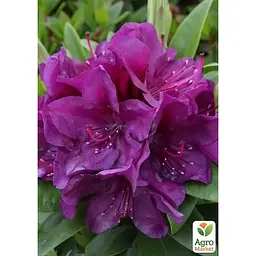 Саджанець Agro-Market Рододендрон гібридний Поларнайт (Pollarnight) (51827) 1 шт. в упаковці - мініатюра 2