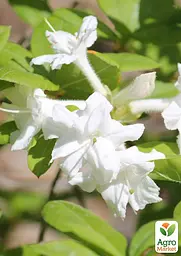 Саджанець Agro-Market Азалія (рододендрон гібридний) Whitethroat (177737) - мініатюра 2