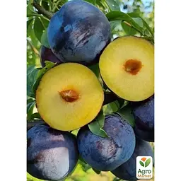 Саджанець Agro-Market Слива диплоїдна Анжеліно укорінена в контейнері (саджанець 2 роки) (156443) - мініатюра 5
