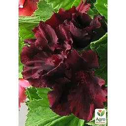 Саджанець Agro-Market Пеларгонія Королівська Aristo Black Velvet (контейнер № 10 висота 10-20 см) (49109) 1 шт. в упаковці - мініатюра 3