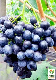 Саджанець Agro-Market Виноград Сфінкс (дуже ранній термін дозрівання) 1 шт. в пакуванні (17702) - мініатюра 2