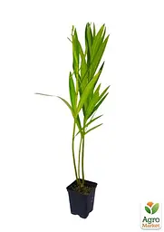 Саджанець Agro-Market Олеандр білий Sister Agnes (вічнозелений кущ, дуже ароматні квіти) (75852) - мініатюра 2