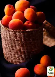 Саджанець Agro-Market Абрикос яскраво-помаранчевий з рум'янцем Сонця відблиск (Sun glare) (преміальний середньо-пізній сорт) 1 шт. в упаковці (43998) - мініатюра 3
