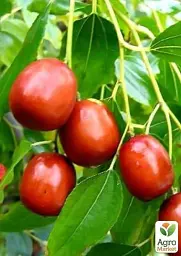 Саджанець Agro-Market Зизифус Коктебель (перехресне запилення садити по 2 саджанця різного ґатунку) 1 шт. в упаковці (25924) - мініатюра 2