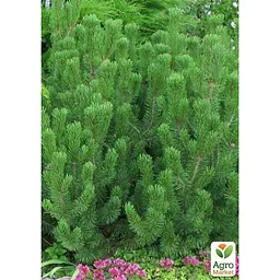 Саджанець Agro-Market Сосна гірська піренейська 4-річна Mugo Mughus висота 45-55см (115697) - мініатюра 2
