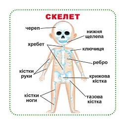 Розумні картки. Моє тіло. 30 карток - - миниатюра 2