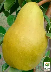 Саджанець Agro-Market Груша Яблунівська (зимовий сорт, пізній термін дозрівання) 1 шт. в упаковці (39896) - мініатюра 2