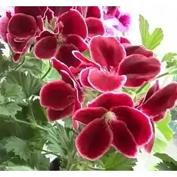 Саджанець Agro-Market Пеларгонія Королівська Aristo Red Beauty (контейнер № 10 висота 10-20 см) (49114) 1 шт. в упаковці - мініатюра 4
