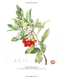 Drawn from Nature: The Flowering of Irish Botanical Art - мініатюра 8