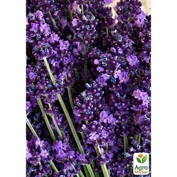 Саджанець Agro-Market Лаванда англійська вузьколиста Міс Катерин (Miss Katerine) (44326) 1 шт. в упаковці - мініатюра 3