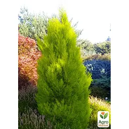 Саджанець Agro-Market Кипарис лимонний Wilma 2-х річний С3, висота 50-70см (63446) - мініатюра 4