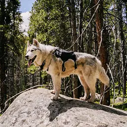 Рюкзак для собак Ultimate Direction Dog Vest V2 L Чорний-Сірий - мініатюра 3
