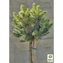 Саджанець Agro-Market Ялина на штамбі сітхінська Midget С5, висота 100-120 см (175129) - мініатюра 3