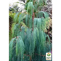 Саджанець Agro-Market Кипарис Кашмірський (Cupressus Cashmeriana) контейнер Р9 (49257) - мініатюра 4