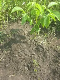 Саджанець Agro-Market Волоський горіх Кочерженко (ранній термін дозрівання) 1 шт. в упаковці (35900) - мініатюра 5