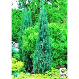 Саджанець Agro-Market Ялівець скельний 4-х річний Blue Arrow С3 висота 80-90 см (116265) - мініатюра 5