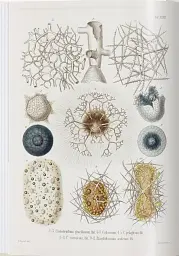 The Art and Science of Ernst Haeckel - мініатюра 4