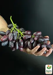 Саджанець Agro-Market Виноград Каталонія (дуже ранній сорт, ягода щільна, хрумка, з освіжаючим пікантним смаком) 1 шт. в пакуванні (105443) - мініатюра 2