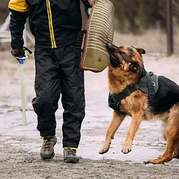 Рукав для дресирування собак Derby Dog Training Bite Sleeve, Бежевий - мініатюра 2