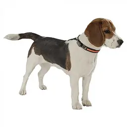Нашийник Ferplast Solar Night Collar L для собак, 45–60 см, ширина 25 мм, зі світловідбивними елементами - мініатюра 3