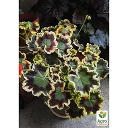 Саджанець Agro-Market Пеларгонія пестролиста Mrs Pollock (контейнер № 10 висота 10-20 см) (49117) 1 шт. в упаковці - мініатюра 2