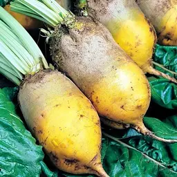 Буряк кормовий Урсус 0,5 кг - мініатюра 2