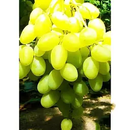 Саджанець Agro-Market Виноград Конвалія (середній термін дозрівання, квітки двостатеві, запилення безпроблемне) 1 шт. в упаковці (38126) - мініатюра 3