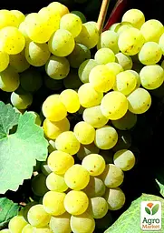 Саджанець Agro-Market Виноград Цитронний (кишмиш, середньо-ранній термін дозрівання, маса грона 600-800гр) 1 шт. в пакуванні (48710) - мініатюра 2