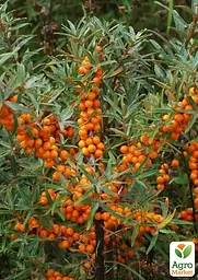 Саджанець Agro-Market Обліпиха 2-річна Улюблена укорінена в контейнері (жіночий сорт) 1 шт. в пакуванні (182547) - мініатюра 2