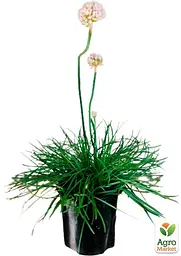 Саджанець Agro-Market Армерія приморська Morning Star White (115796) - мініатюра 2