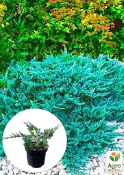 Саджанець Agro-Market Ялівець горизонтальний Blue Chip C2 діаметр 15-20 см 1 шт. в упаковці (71816) - мініатюра 2