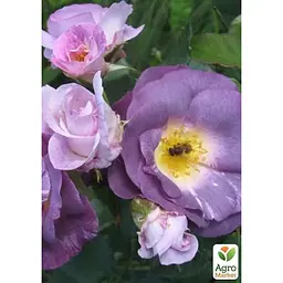 Троянда флорибунда Agro-Market Blue for You саджанець класу АА+ вищий сорт 1 шт. в упаковці (181421) - мініатюра 2