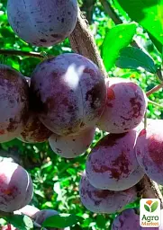 Саджанець Agro-Market Слива колоновидна Блю світ Ексклюзив 1 шт. в упаковці (17577) - мініатюра 2