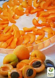 Саджанець Agro-Market Абрикос Петропавлівський (літній сорт, пізній термін дозрівання) 1 шт. в упаковці (39867) - мініатюра 4