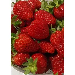 Саджанець Agro-Market Полуниця Монтерей (Monterey) 5шт (ремонтантний високоврожайний сорт) (37283) - мініатюра 5