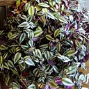 Саженец Agro-Market Традесканция ампельная "Pink Joy" (64357) 1 шт. в упаковке (комнатный)