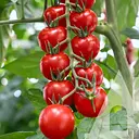 Томат Садиба Сакура F1, 5 шт.