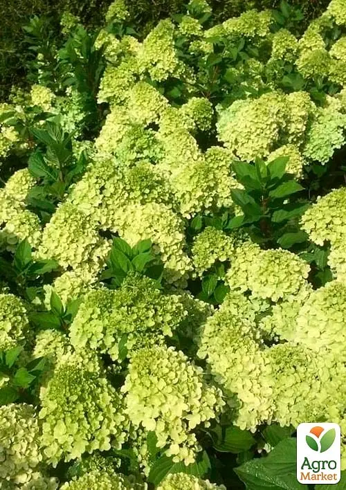 Саженец Agro-Market Гортензия метельчатая Mojito (178215) - фото 4